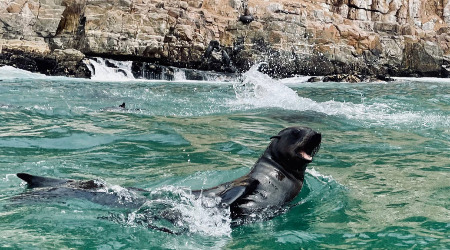 Seal Snorkelling Adventure